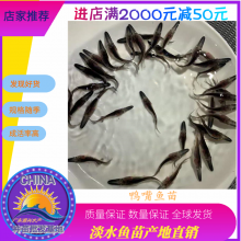 港興水產 專業供應優質鴨嘴魚苗及魚苗批發服務