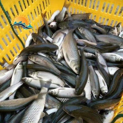 優(yōu)質(zhì)草魚(yú)苗批發(fā) 廣東港興水產(chǎn)提供3-8公分魚(yú)苗，價(jià)格合理