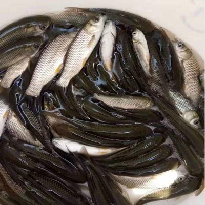 港興水產(chǎn) 專(zhuān)業(yè)提供鯇魚(yú)苗、泥鰍魚(yú)苗與羅非魚(yú)苗，兼營(yíng)日用百貨銷(xiāo)售